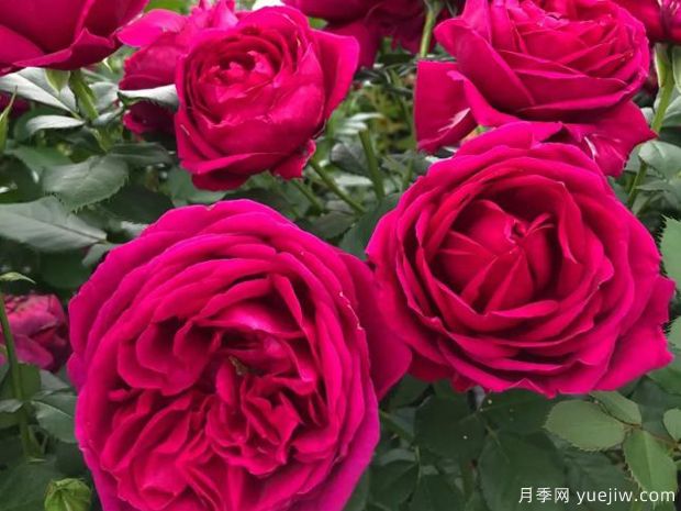致愛(ài)麗絲月季(圖1)