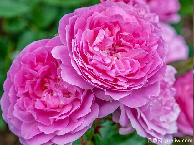 蘭花韻事月季/天使灣月季/蘭花浪漫(圖1)