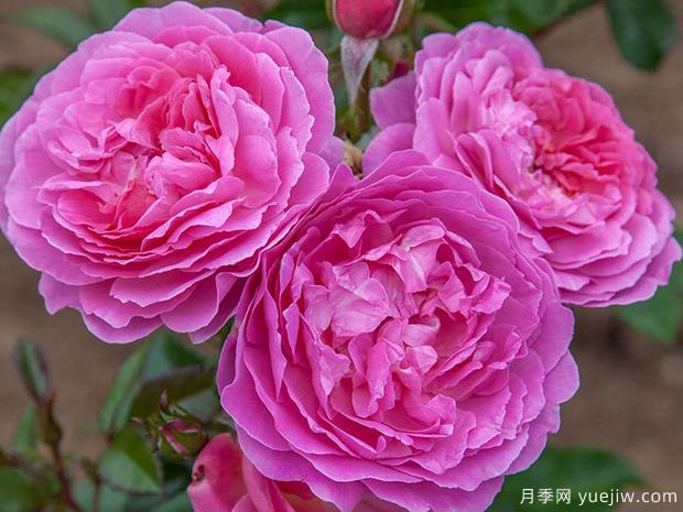 蘭花韻事月季/天使灣月季/蘭花浪漫(圖3)