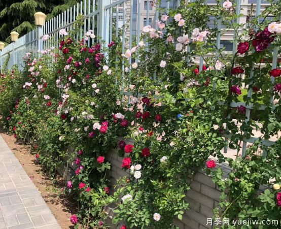 天水市花月季美麗開(kāi)放，為城市景觀增資添彩(圖1)