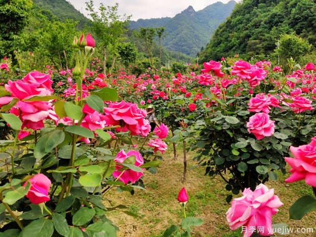 大美月季，十堰這幾處的月季花海等你來觀賞(圖2)