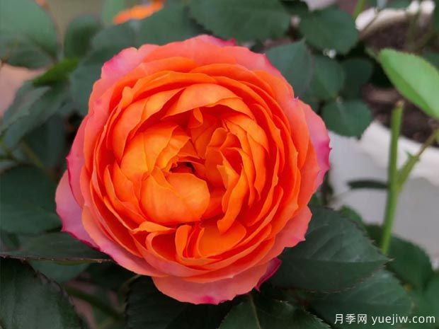 芒果浪漫月季(圖1)
