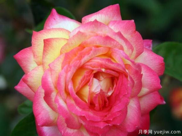 分享10種大花月季品種，開花鮮艷，香味清新(圖2)
