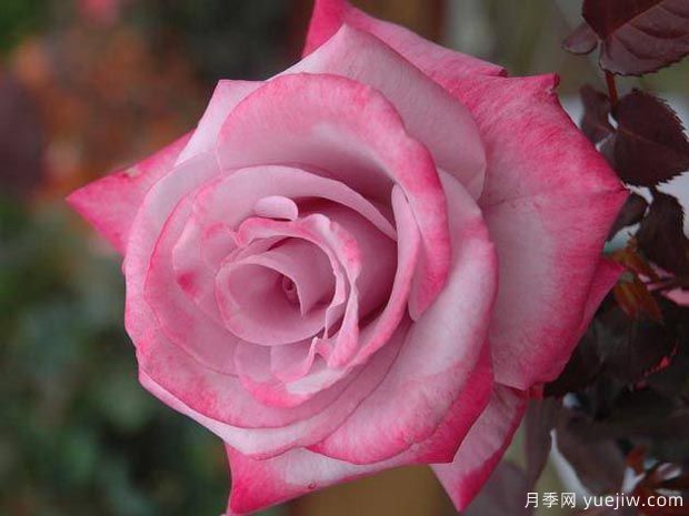 分享10種大花月季品種，開花鮮艷，香味清新(圖3)