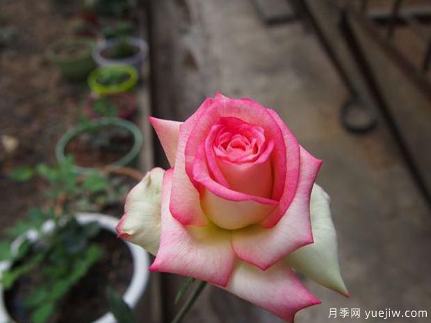 分享10種大花月季品種，開花鮮艷，香味清新(圖10)