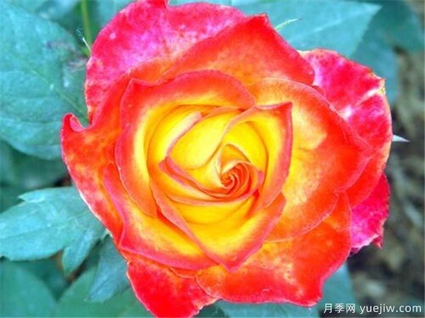 彩紙?jiān)录?康菲帝月季(圖2)