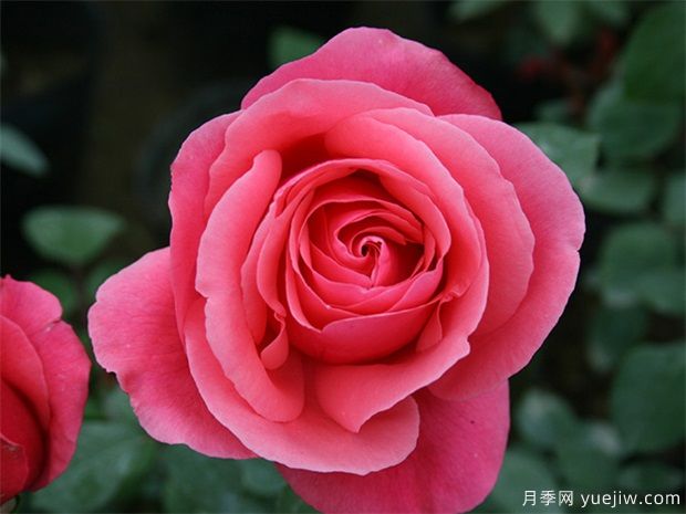 rose是什么，玫瑰和月季的區(qū)別到底在哪！(圖1)