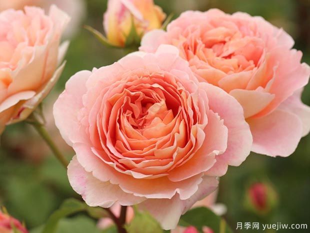 推薦10種最耐陰的濃香月季品種(圖2)
