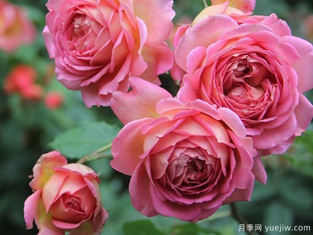 分享6種勤花月季，都是開花機器，滿眼是花海(圖5)