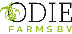 月季育種家：?荷蘭Odie Farm月季公司(圖1)