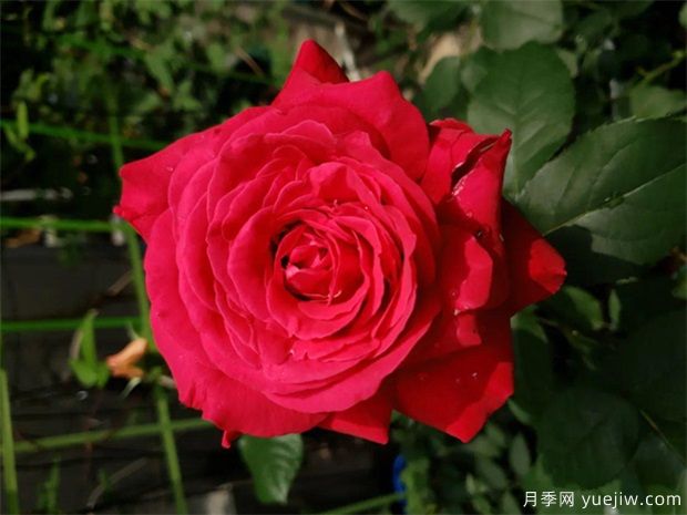 比香水還香的月季花？10個濃香月季排行榜(圖4)
