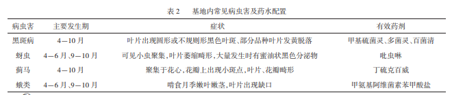 高架月季盆栽規(guī)?；B(yǎng)護(hù)技術(shù)(圖2)
