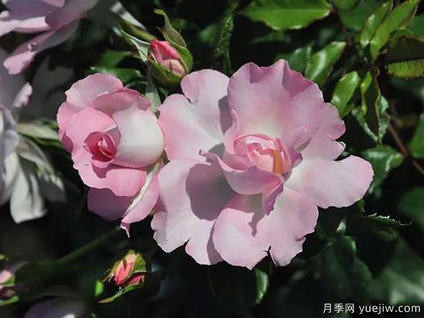 調香師卡爾斯月季(圖2)
