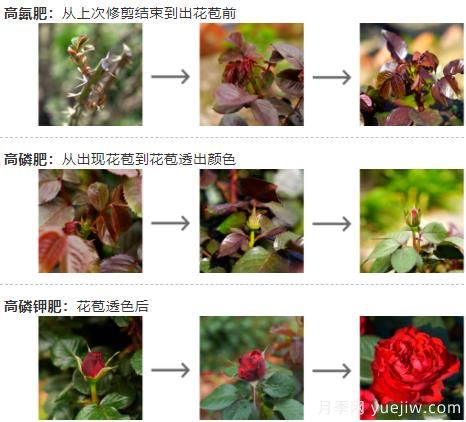 月季秋季施肥養(yǎng)護(hù)和注意事項(xiàng)(圖1)
