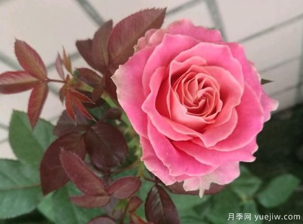 專屬12星座的月季花，你的星座是什么月季(圖3)