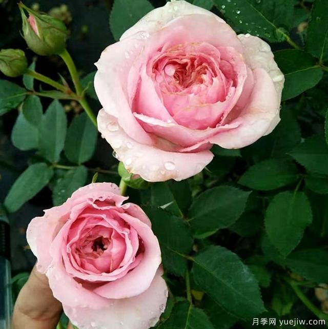 專屬12星座的月季花，你的星座是什么月季(圖8)