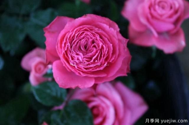 專屬12星座的月季花，你的星座是什么月季(圖12)