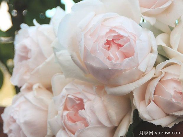 介紹10種濃香月季，好養(yǎng)又好看，陽臺盆栽香飄滿屋(圖3)
