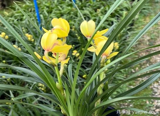 蘭花常見病害喲哪些？如何識別與防治？(圖1)