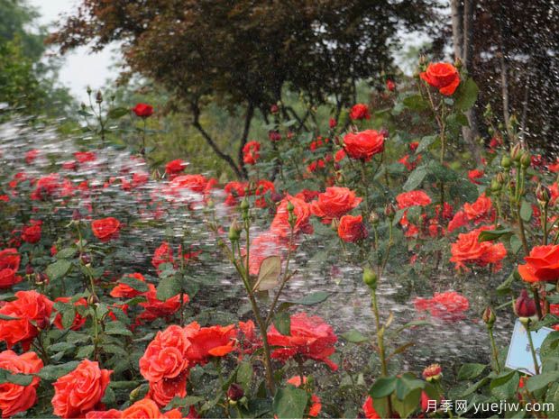 種植月季2000多萬株，鄭州打造月季花城(圖1)