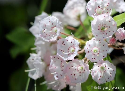桂花樹和山月桂的區(qū)別有哪5點？(圖2)