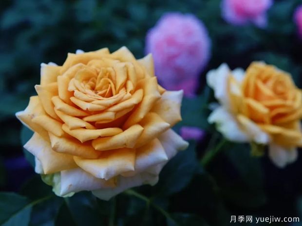 10月北方氣溫驟降，苗木應(yīng)該如何養(yǎng)護(hù)管理？(圖1)