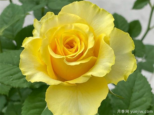 就是她，集優(yōu)點(diǎn)于一身的貝殼月季(圖1)