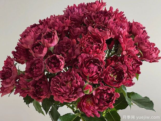 紅茶?？录?圖3)