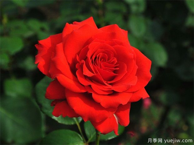 月季花移栽時間什么時候合適？(圖1)