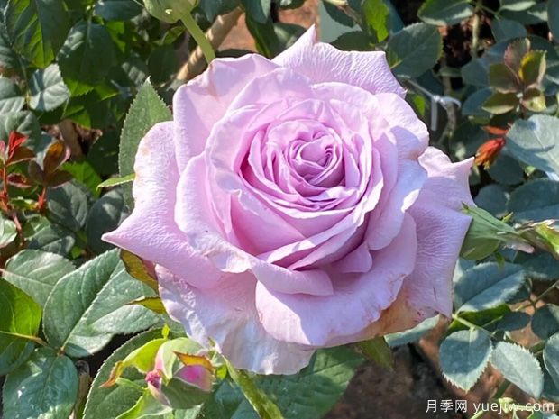 天然香水月季(圖1)