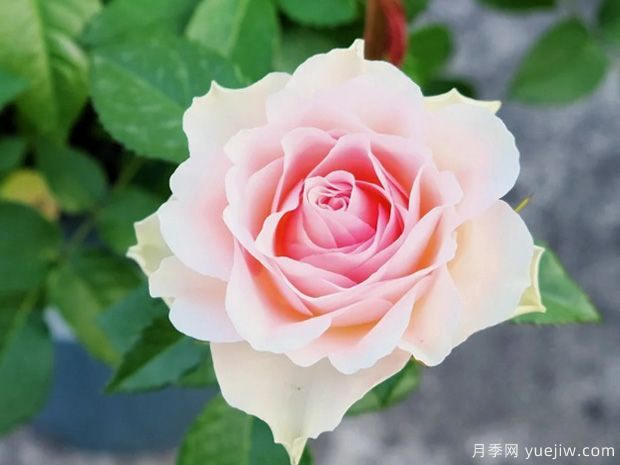 天使之吻月季(圖1)