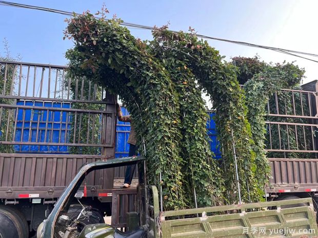 大型造型拱門月季紅色景點花廊(圖1)