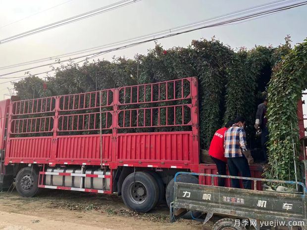 大型造型拱門月季紅色景點花廊(圖2)
