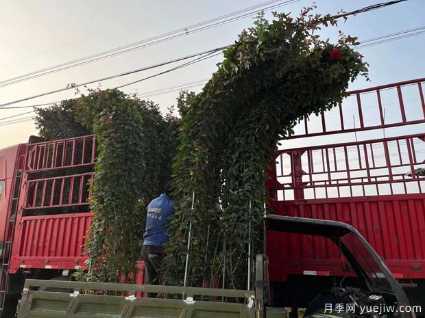 大型造型拱門月季紅色景點花廊(圖3)