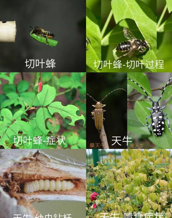 全面的月季蟲害圖鑒，癥狀判斷和防治用藥(圖2)