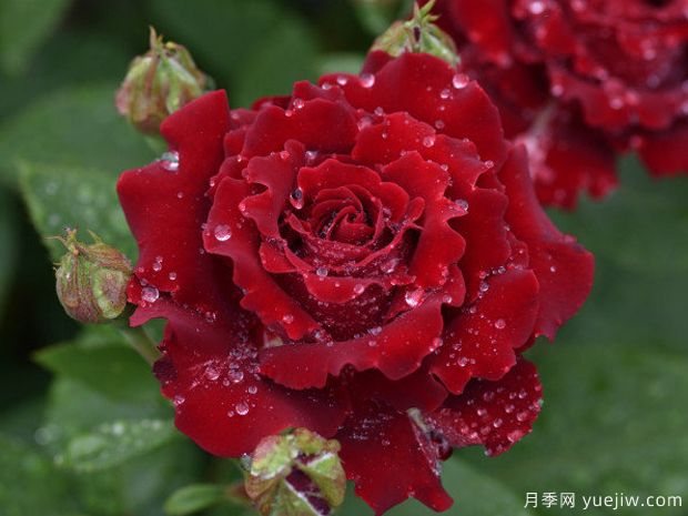 致敬芭芭拉月季/紀念芭芭拉月季(圖4)