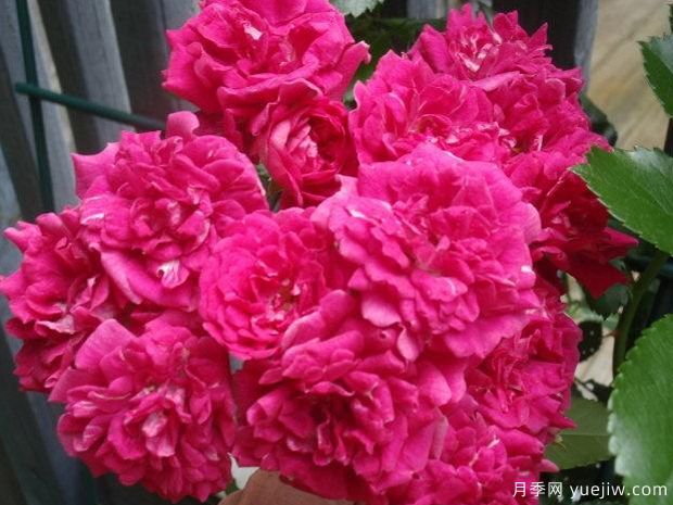 超級?？巳麪査_月季(圖3)