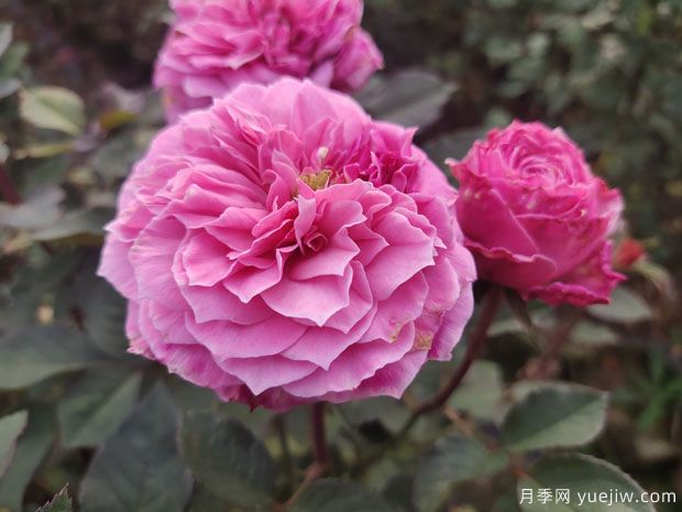 花盆種月季如何長(zhǎng)好？挑品種澆好水施好肥(圖1)