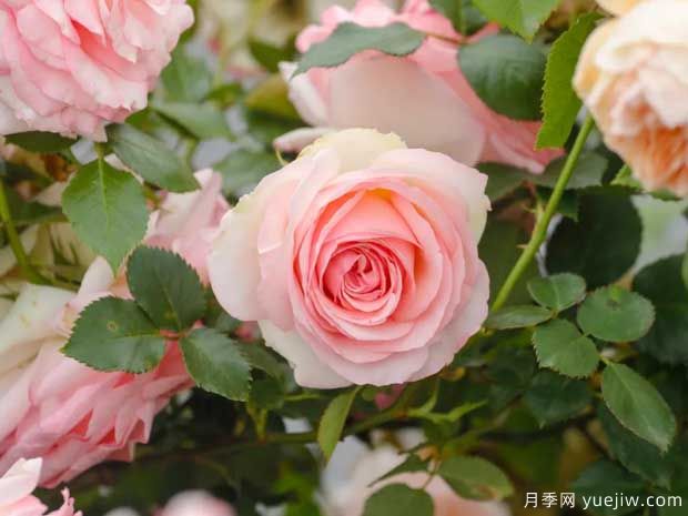 月季花如何施肥能花多色艷？月季施肥時間注意點(圖1)