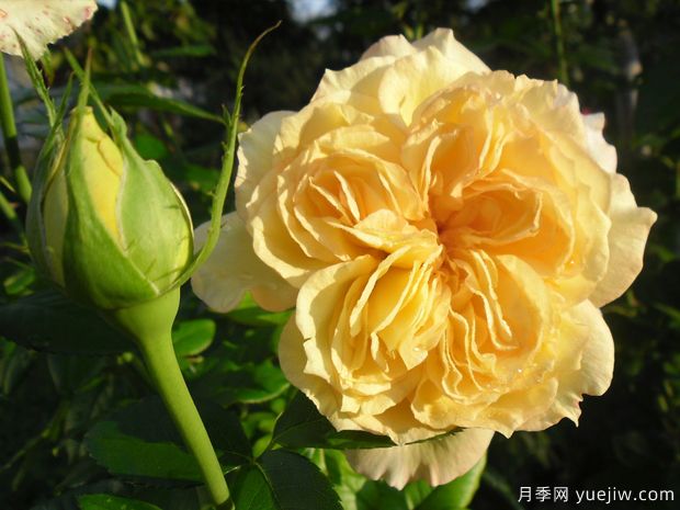 夏日時(shí)光月季/陽(yáng)光浪漫月季(圖2)