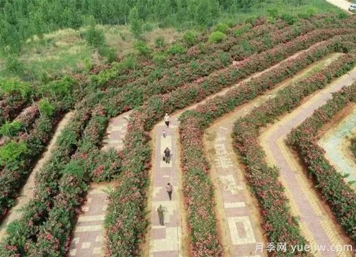 河北邢臺(tái)柏鄉(xiāng)：月季迷宮花開引游人(圖1)