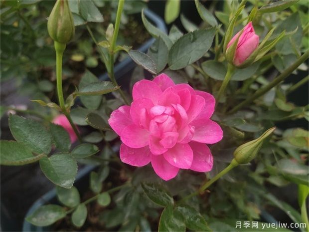 超微型月季嫁接樹狀月季芽點數(shù)量的選擇(圖1)