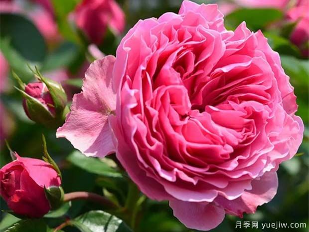 月季怎樣換盆？月季花換盆辦法(圖1)