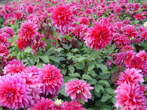 月季花花期長，養(yǎng)花還有哪幾種花期可達(dá)半年？(圖1)