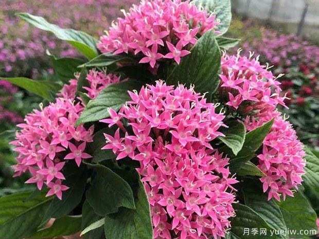 月季花花期長，養(yǎng)花還有哪幾種花期可達(dá)半年？(圖2)