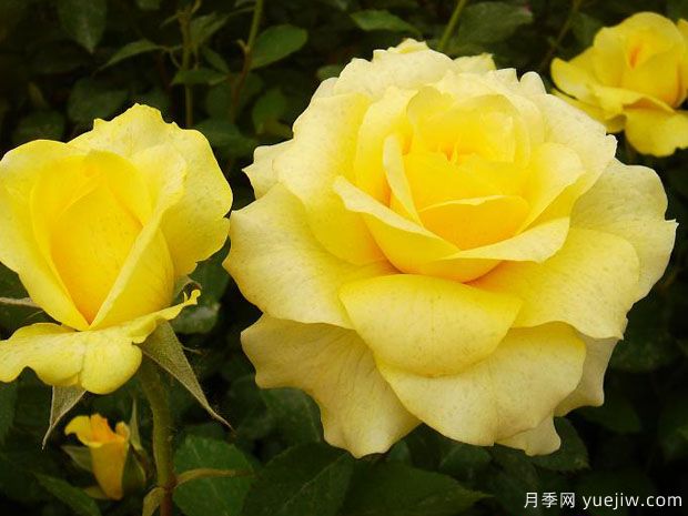 金牌月季的優(yōu)缺點(diǎn)是什么？(圖1)