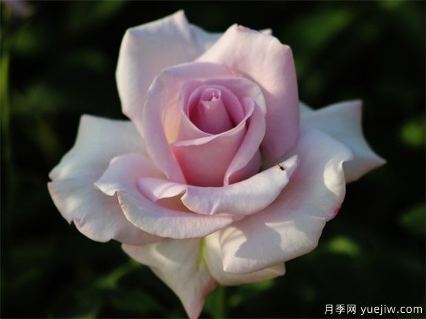 藍絲帶月季/蘭絲帶月季(圖3)