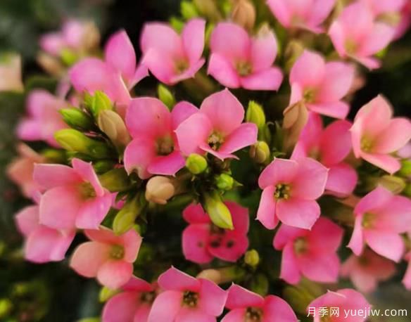 長壽花冬天怎么養(yǎng)護(hù)？解決凍傷不開花消苞的辦法(圖1)
