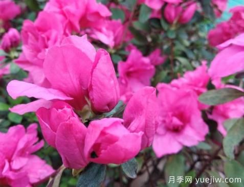 如何把杜鵑花養(yǎng)好？做好四點(diǎn)，花開熱情四季可賞(圖1)