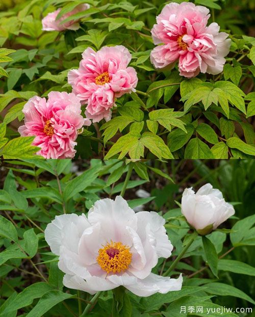 鳳丹花和牡丹花的區(qū)別？看葉子和根系(圖1)